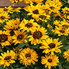 Rudbeckia Pawnee Spirit Rudbeckia Pawnee Spirit