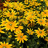 Rudbeckia hirta Collection Rudbeckia hirta Collection