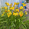 Daylily See You Tomorrow