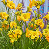 Daylily See You Tomorrow