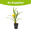 Daylily See You Tomorrow Daylily See You Tomorrow