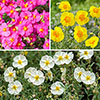 Rock Rose Collection