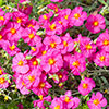 Rock Rose Collection