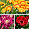 Hardy Gerbera Garvinea Sweet Collection Hardy Gerbera Garvinea Sweet Collection