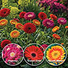 Hardy Gerbera Garvinea Sweet Collection Hardy Gerbera Garvinea Sweet Collection
