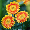Hardy Gerbera Garvinea Sweet Collection Hardy Gerbera Garvinea Sweet Collection