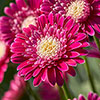 Hardy Gerbera Garvinea Sweet Collection Hardy Gerbera Garvinea Sweet Collection