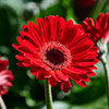 Hardy Gerbera Garvinea Sweet Collection Hardy Gerbera Garvinea Sweet Collection