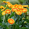 Hardy Gerbera Garvinea Sweet Collection Hardy Gerbera Garvinea Sweet Collection