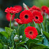 Hardy Gerbera Garvinea Sweet Collection Hardy Gerbera Garvinea Sweet Collection