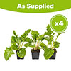 Hardy Gerbera Garvinea Sweet Collection Hardy Gerbera Garvinea Sweet Collection