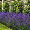 Border-Boosting Fragrant Lavender