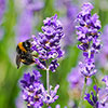 Border-Boosting Fragrant Lavender