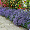 Border-Boosting Fragrant Lavender