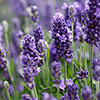 Border-Boosting Fragrant Lavender
