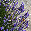Border-Boosting Fragrant Lavender
