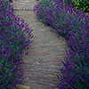 Border-Boosting Fragrant Lavender