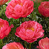 Peony Coral Sunset