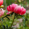 Peony Coral Sunset
