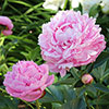 Giant Peony Sarah Bernhardt Giant Peony Sarah Bernhardt