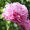 Giant Peony Sarah Bernhardt Giant Peony Sarah Bernhardt