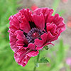 Premium Oriental Poppy Collection