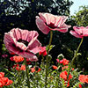 Premium Oriental Poppy Collection