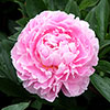 Peony Sarah Bernhardt