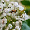 Gypsophila paniculata Babys Breath