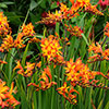 Crocosmia Firestars Firestarter