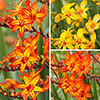 Crocosmia Firestars Bulb Collection