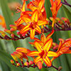 Crocosmia Firestars Bulb Collection