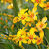 Crocosmia Firestars Bulb Collection
