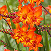Crocosmia Firestars Bulb Collection