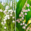 Pink And White Convallaria Pip Collection