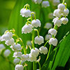 Pink And White Convallaria Pip Collection