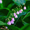 Pink And White Convallaria Pip Collection