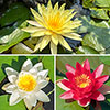 Water Lily Planting Kit - Trio Water Lily Planting Kit - Trio