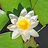 Water Lily Planting Kit - Trio Water Lily Planting Kit - Trio
