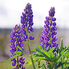 Lupin Russell Hybrids