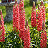Lupin Russell Hybrids