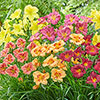 Hemerocallis Daylily Breeders Selection