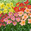 Hemerocallis Daylily Breeders Selection