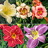 Daylily Rainbow Collection