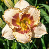 Daylily Rainbow Collection
