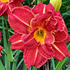 Daylily Rainbow Collection