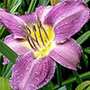 Daylily Rainbow Collection