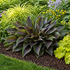 Hosta Red Ninja Hosta Red Ninja