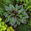Hosta Red Ninja Hosta Red Ninja