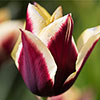 Tulip Gavota